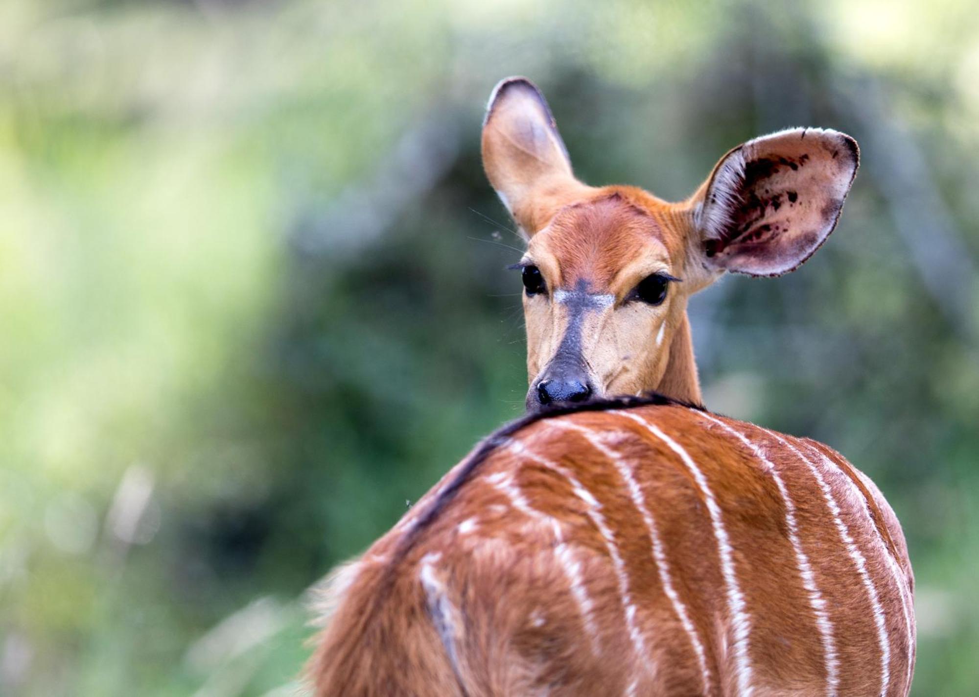 Royal Thonga Safari Lodge Sihangwane Екстериор снимка