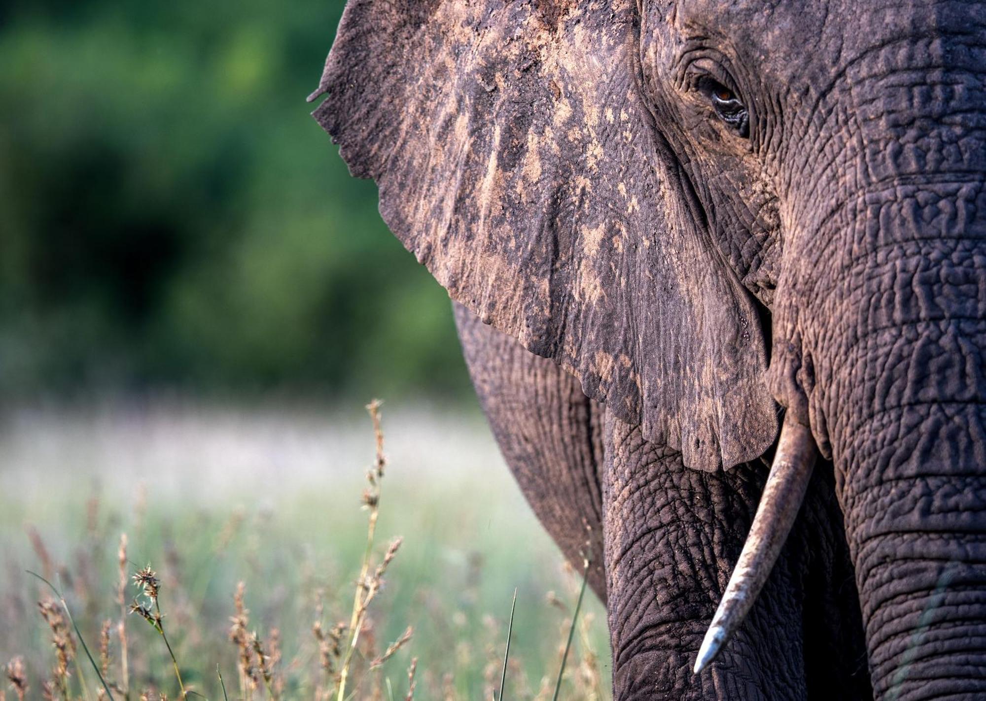 Royal Thonga Safari Lodge Sihangwane Екстериор снимка
