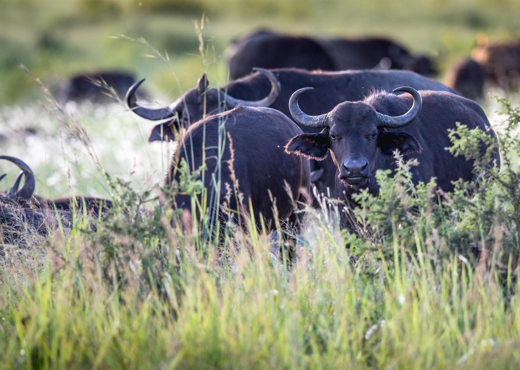 Royal Thonga Safari Lodge Sihangwane Екстериор снимка