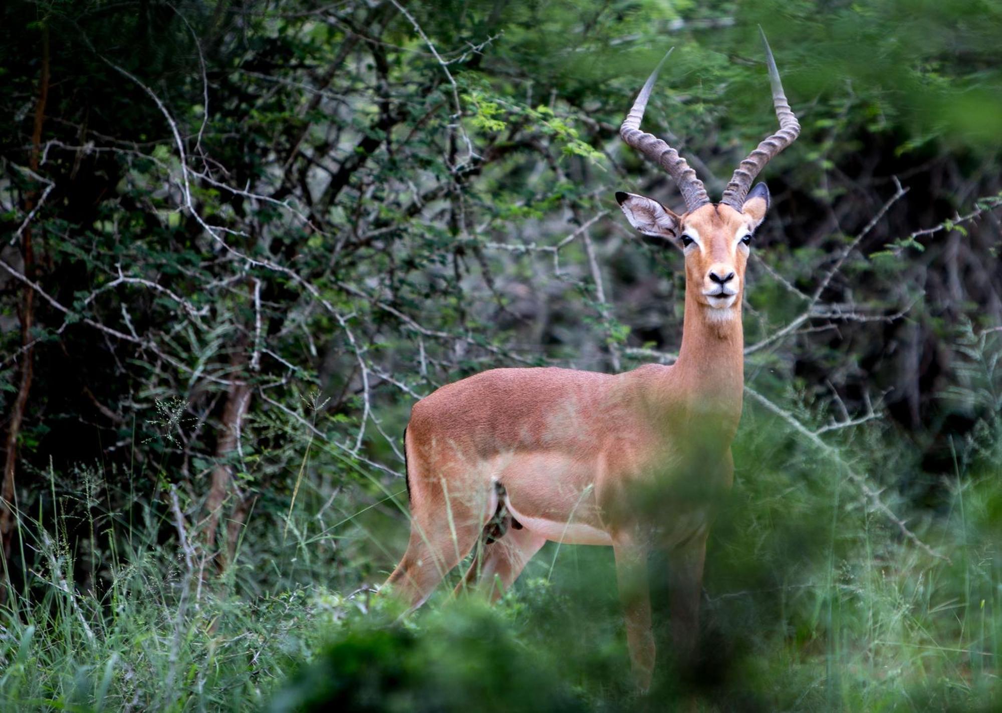 Royal Thonga Safari Lodge Sihangwane Екстериор снимка