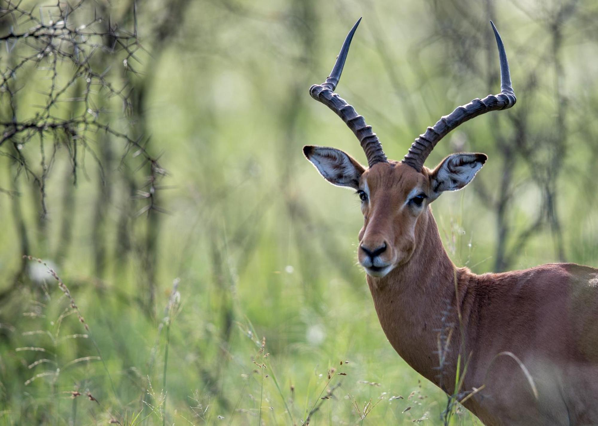Royal Thonga Safari Lodge Sihangwane Екстериор снимка
