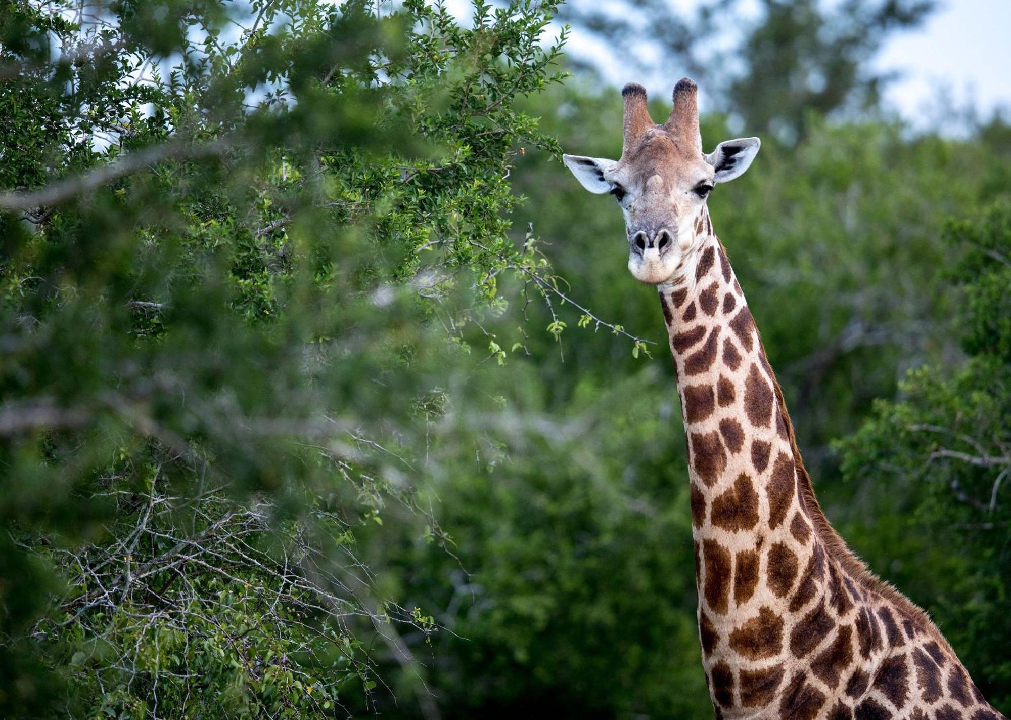 Royal Thonga Safari Lodge Sihangwane Екстериор снимка