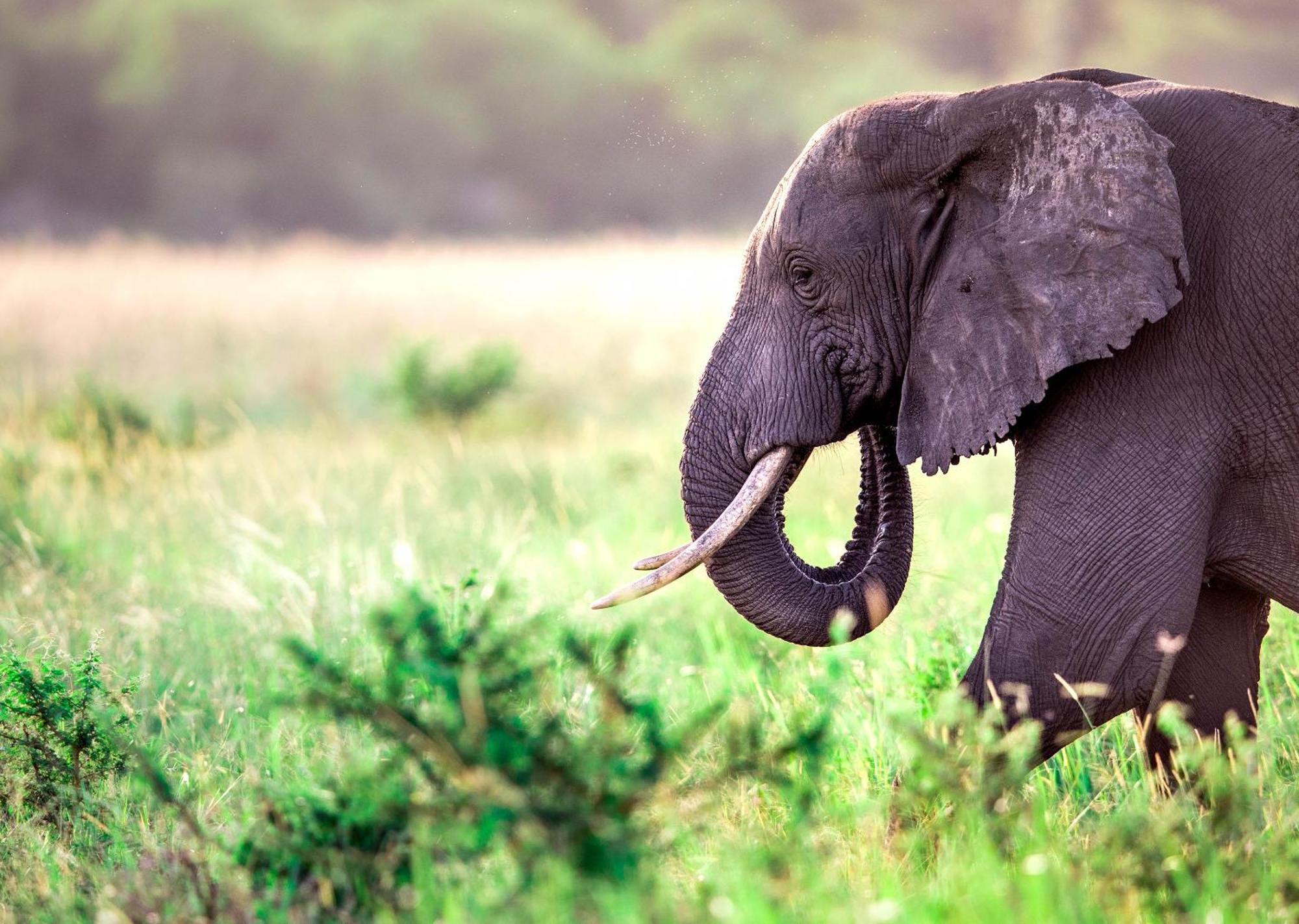 Royal Thonga Safari Lodge Sihangwane Екстериор снимка