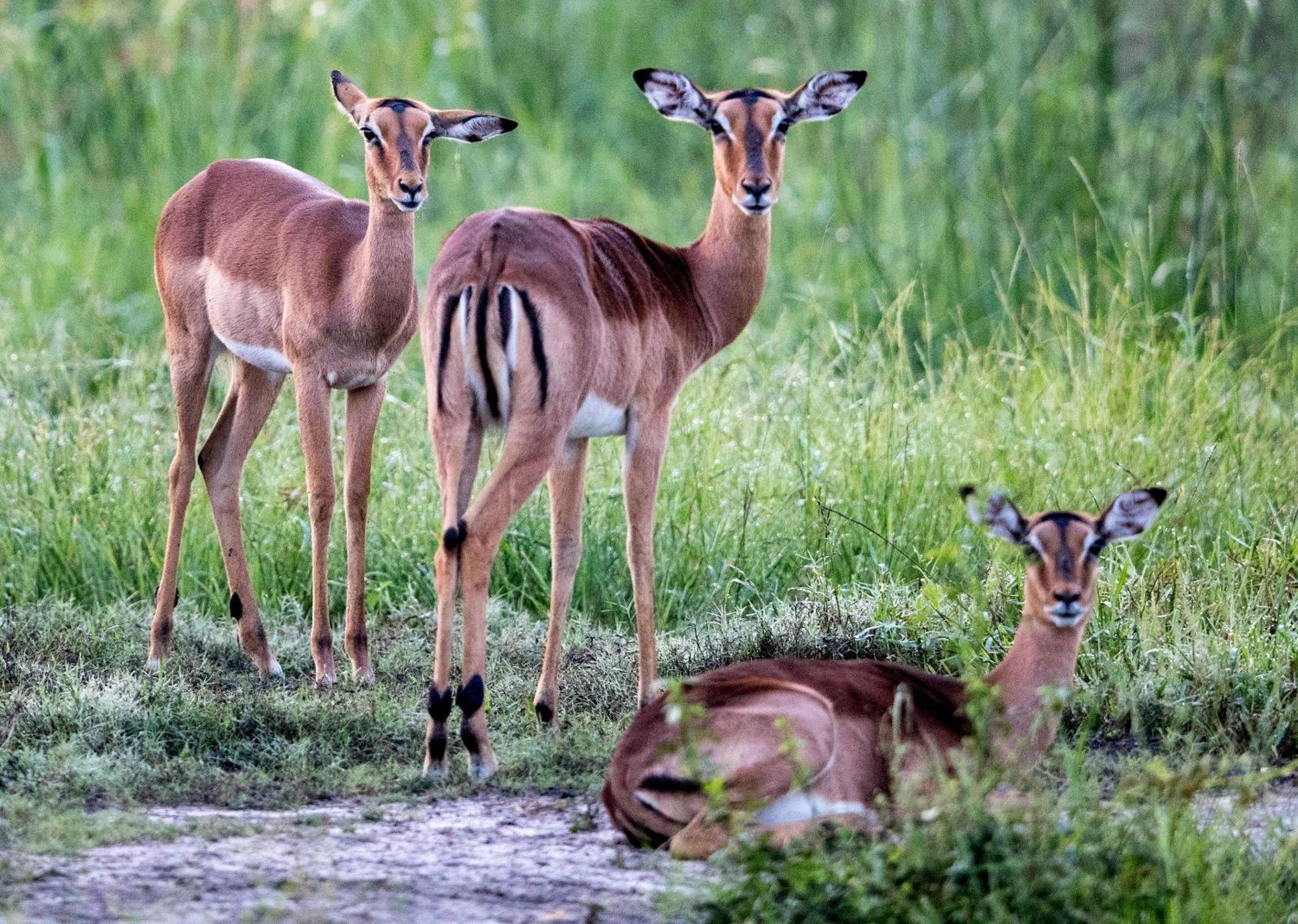Royal Thonga Safari Lodge Sihangwane Екстериор снимка